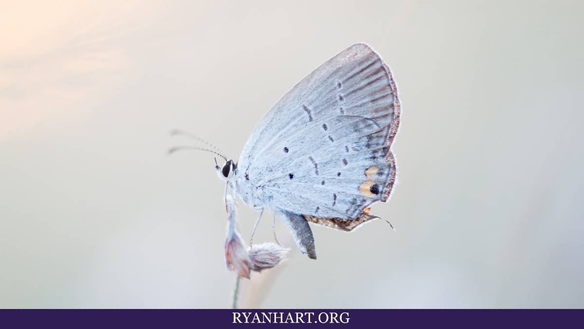  Hvid sommerfugl - betydning og spirituel symbolik