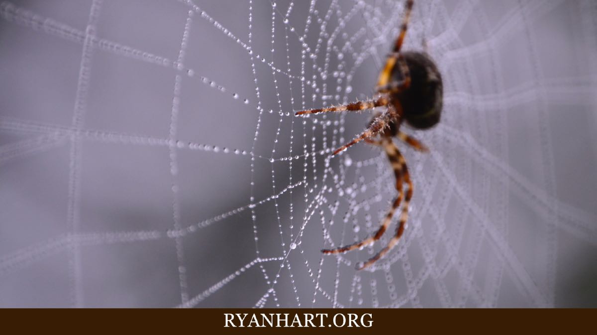  Was bedeutet es, wenn man von Spinnen träumt?
