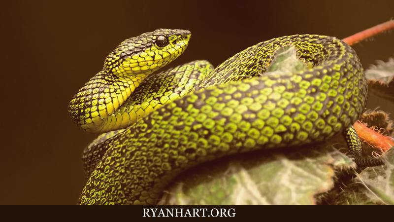  Drømme om slanger: Betydning og symbolik forklaret
